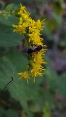 Lasioglossum fuscipenne