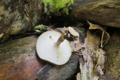 Lentinus brumalis