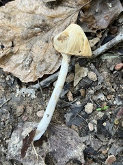 Candolleomyces candolleanus