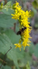 Lasioglossum fuscipenne