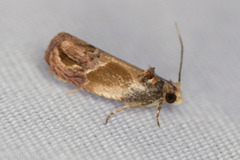 Eumarozia malachitana