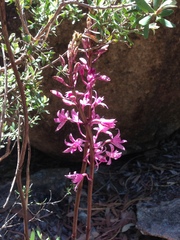 Dipodium roseum
