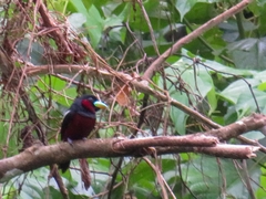 Cymbirhynchus macrorhynchos