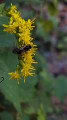 Lasioglossum fuscipenne