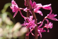 Dipodium roseum