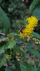 Lasioglossum fuscipenne