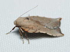 Arachnographa micrastrella