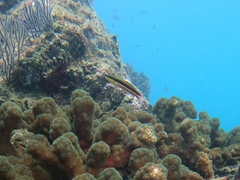 Thalassoma lucasanum