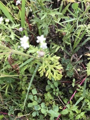 Parthenium bipinnatifidum