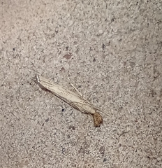 Agriphila vulgivagellus