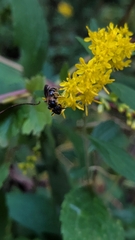 Lasioglossum fuscipenne