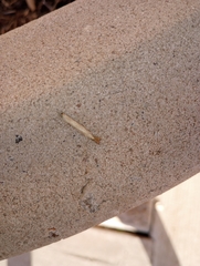 Agriphila vulgivagellus