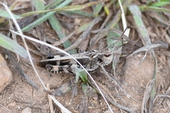 Encoptolophus costalis