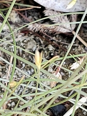 Fimbristylis