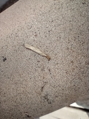 Agriphila vulgivagellus