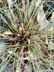 Fimbristylis