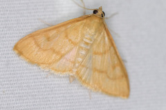 Helvibotys helvialis