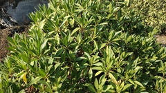 Myoporum bontioides