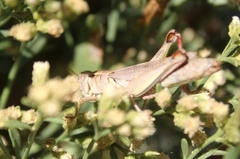 Melanoplus yarrowii