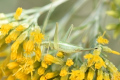 Oecanthus