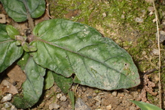 Strobilanthes reptans