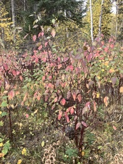 Cornus sericea