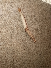 Agriphila vulgivagellus