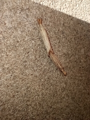 Agriphila vulgivagellus
