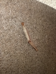 Agriphila vulgivagellus