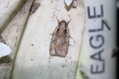 Eueretagrotis attentus