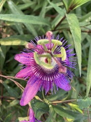 Passiflora × kewensis