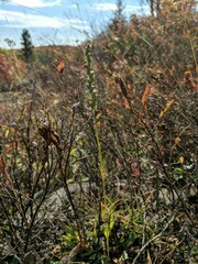 Spiranthes casei