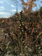 Spiranthes casei