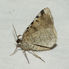 Macaria subcessaria