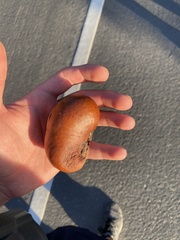 Andricus quercuscalifornicus