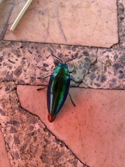Sternocera aequisignata