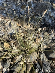 Fimbristylis