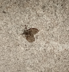 Clogmia albipunctata