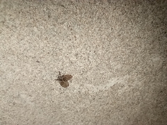 Clogmia albipunctata