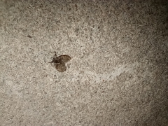 Clogmia albipunctata