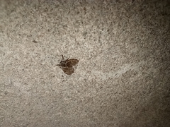 Clogmia albipunctata