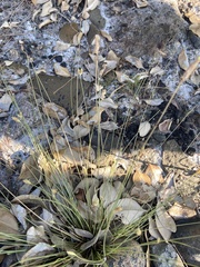 Fimbristylis