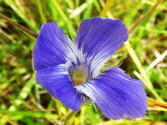 Gentianopsis macrantha