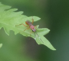 Pachysomoides fulvus