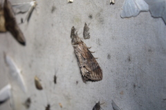 Dasylophia thyatiroides