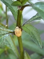 Sphyrocoris obliquus