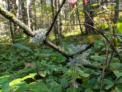Cladonia rangiferina
