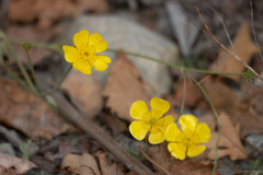 Ranunculus acris