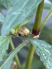 Sphyrocoris obliquus