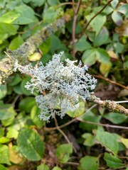 Cladonia rangiferina
